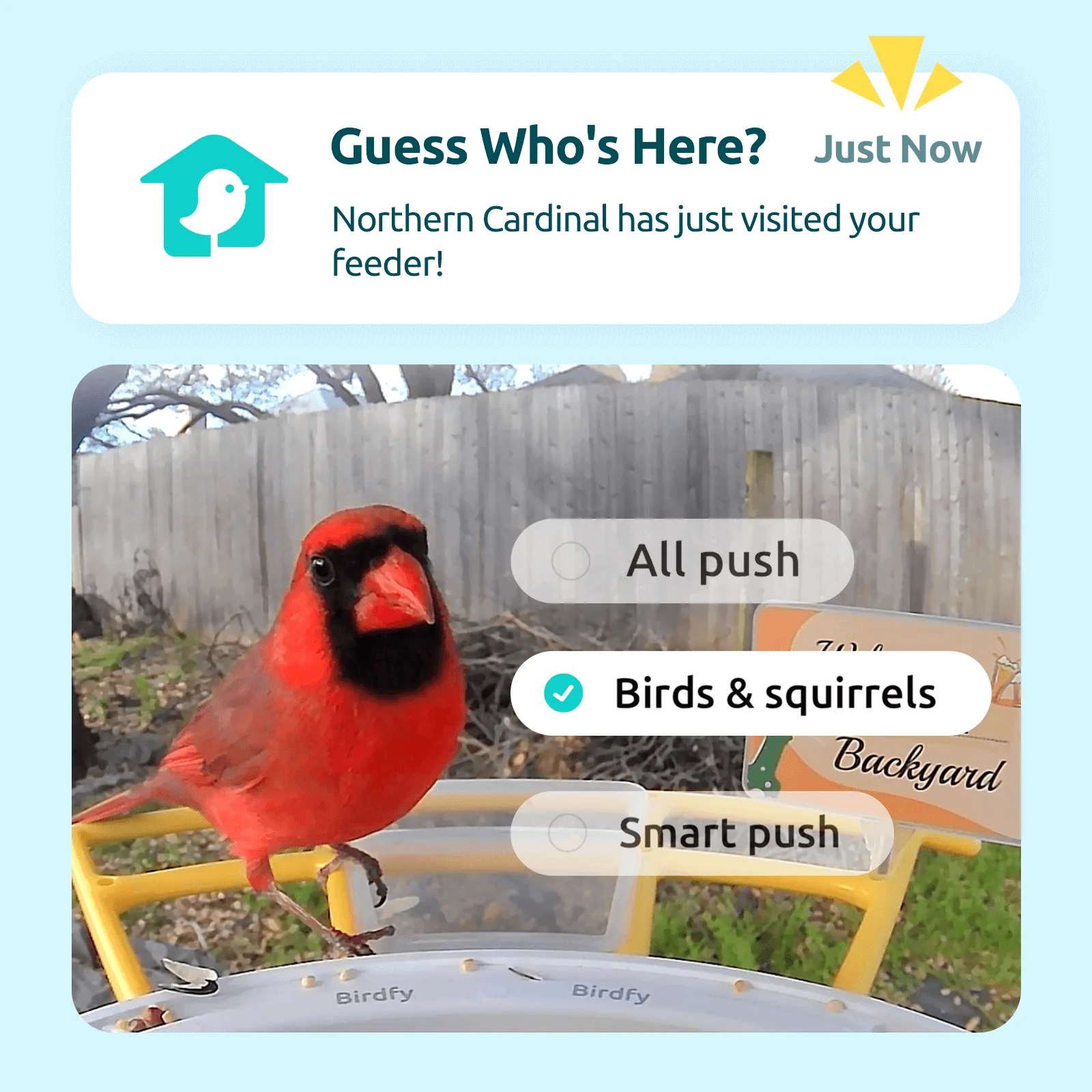 AI Bird Recognition Subscription Plans - Image 3