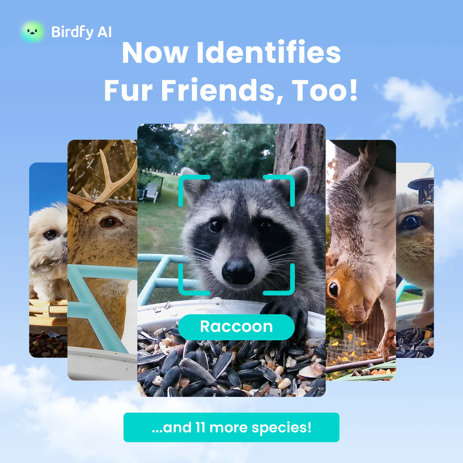 AI Bird Recognition Subscription Plans - Image 6