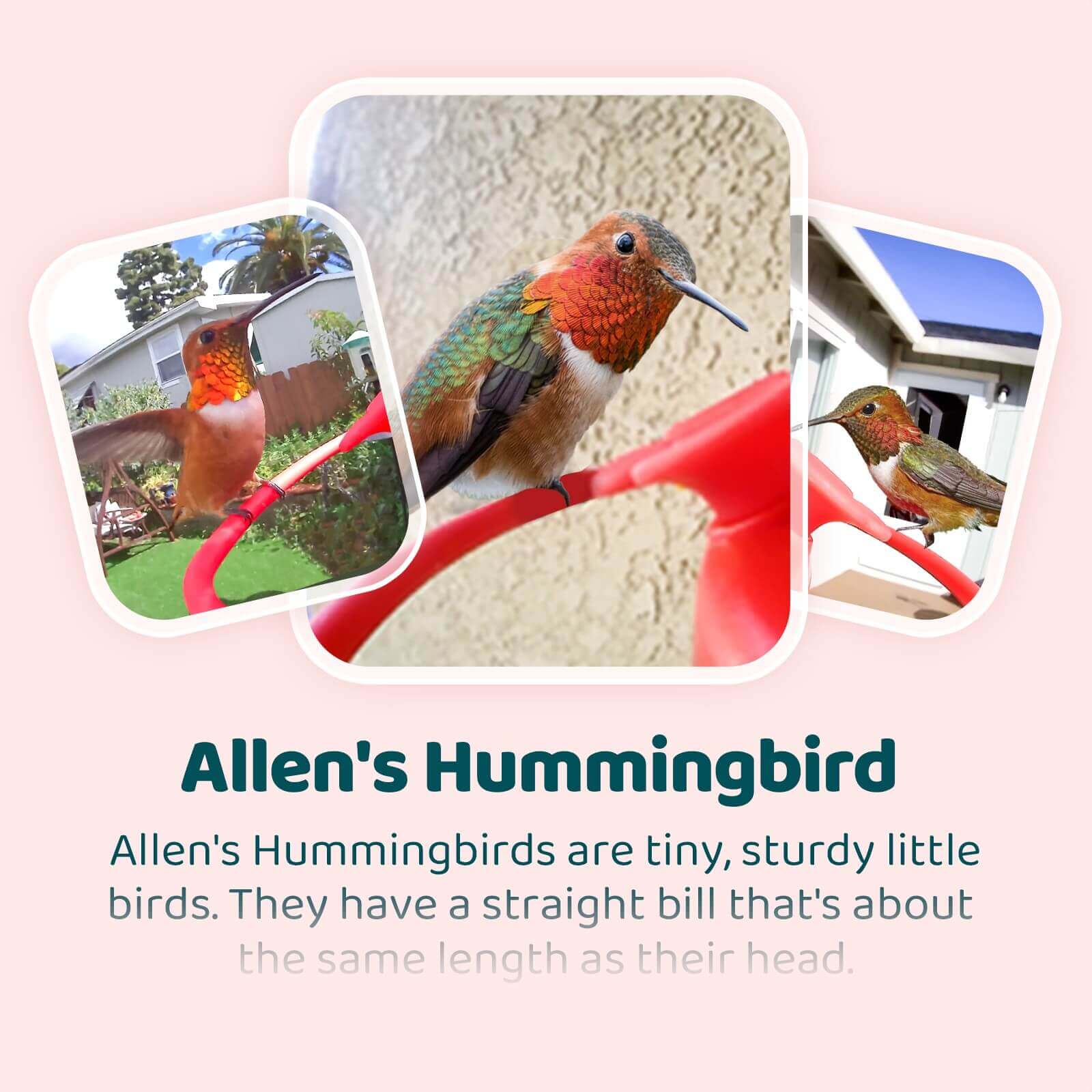 AI Bird Recognition Subscription Plans - Image 8
