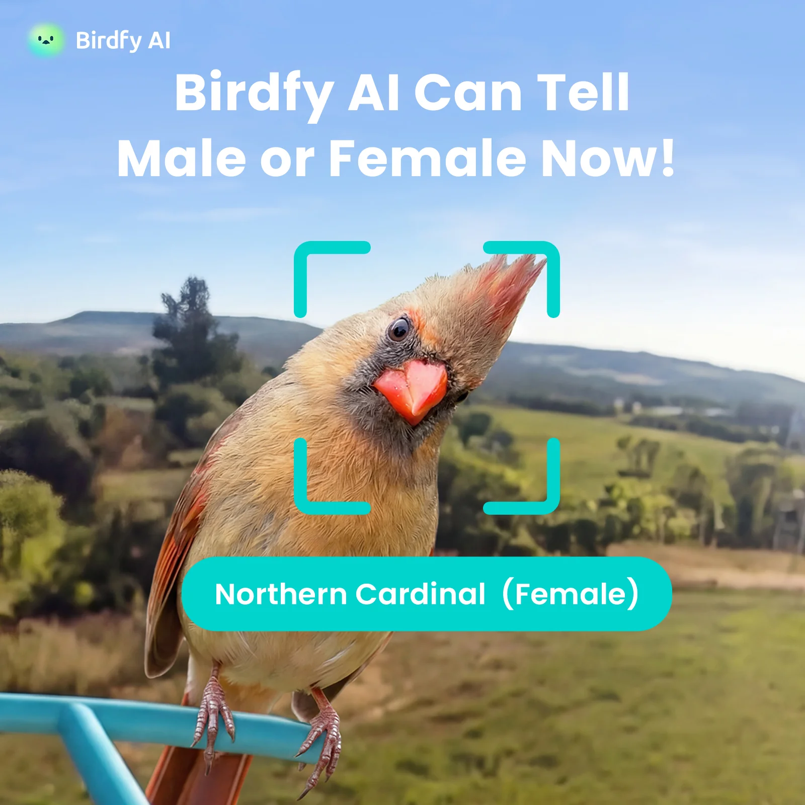 Birdfy Feeder with Solar Panel - Solar-Powered Smart Bird Feeder with Camera - Image 12
