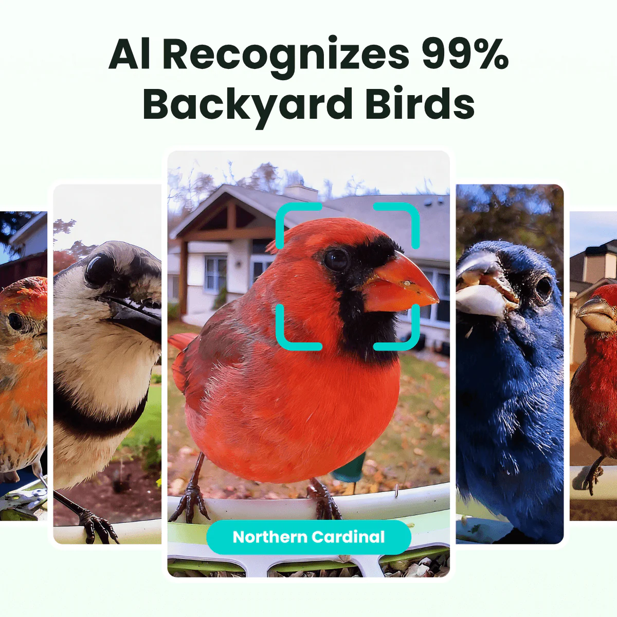 Birdfy Feeder Metal -  Limited Father's Day Gift Set | Smart Bird Feeder with Camera - Image 3