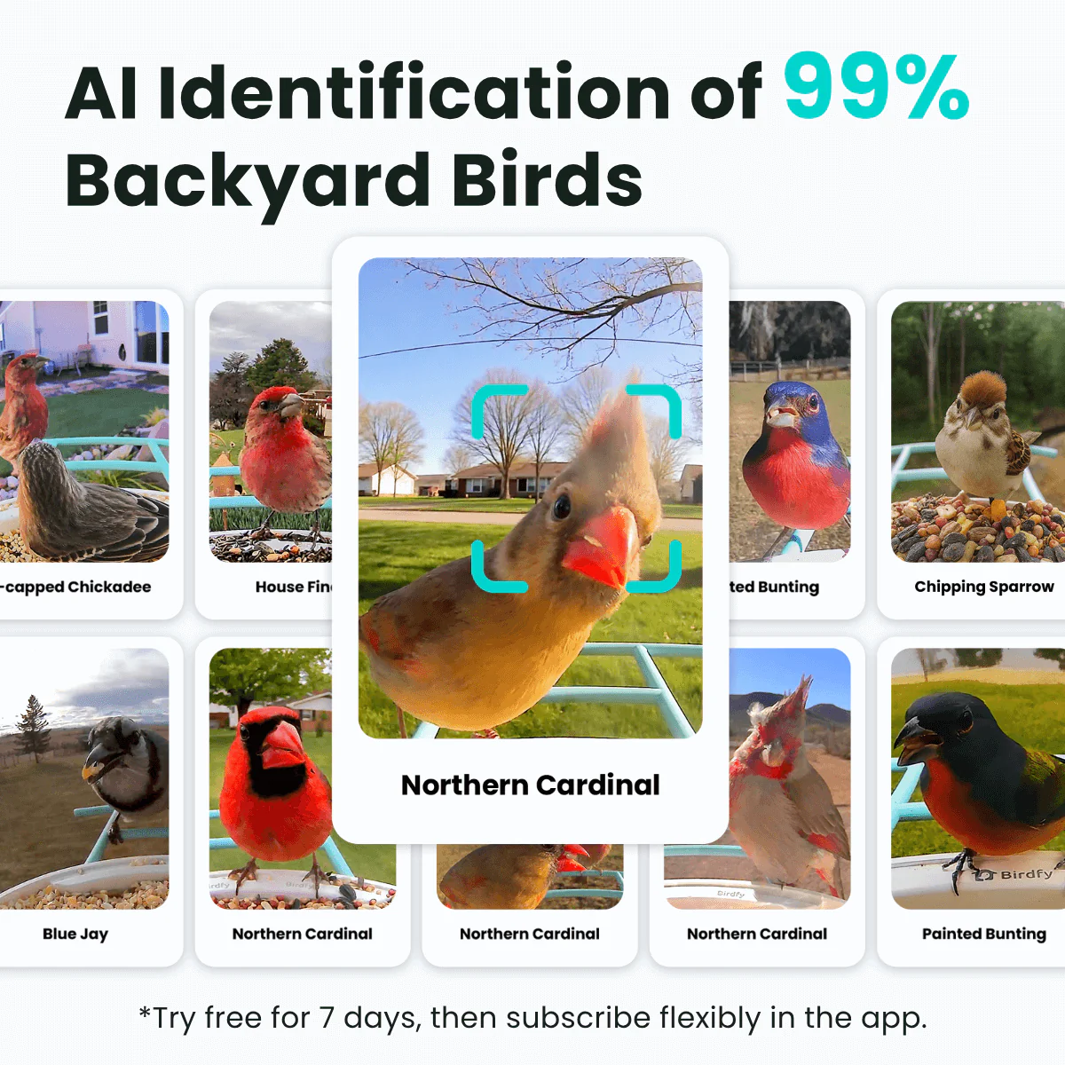 Birdfy Feeder -  Limited Father's Day Gift Set | Smart Bird Feeder with Camera - Image 3